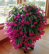 How To Grow A Bigger Christmas Cactus