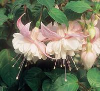 Trailing fuschia