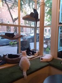 A Day at Brooklyn Cat Cafe