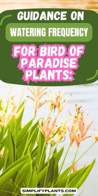 Discover expert guidance on watering frequency for bird of paradise plants to ensure optimal growth and vibrant blooms. Our comprehensive tips cover essential aspects such as soil moisture, environmental conditions, and seasonal variations, empowering you to cultivate healthy and flourishing bird of paradise specimens. Whether you're a novice enthusiast or a seasoned gardener, our curated advice will help you achieve stunning results with your bird of paradise plants.