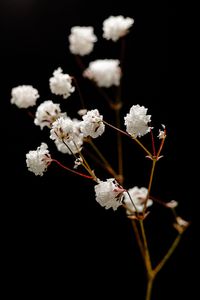 Gypsophila Baby's Breath