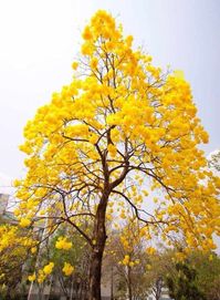 Yellow Oak Tree for Sale Transform your landscape with the stunning Yellow Oak (Quercus muehlenbergii)! Known for its striking golden-yellow foliage in the fall, this hardy tree adds beauty and shade to any garden. Height: Can grow up to 50-60 feet tall Growth Rate: Moderate Sunlight: Thrives in full sun to partial shade Soil: Adapts to a variety of soils, including clay and well-drained soils Benefits: Provides shade, attracts wildlife, and is drought-resistant Perfect for large yards, parks, or any space in need of a vibrant fall display. Limited stock available! Order your Yellow Oak today and enjoy its beauty for years to come! Please note, the product you receive will be similar to the one shown in the advertisement, with natural variations in size, color, or shape due to its unique c