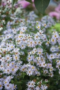 Crooked Stem Aster - Aster prenanthoides | Prairie Nursery