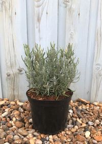 Lavender Dwarf Blue Potted Hedging 2/4in 5/10cm - Hopes Grove Nurseries