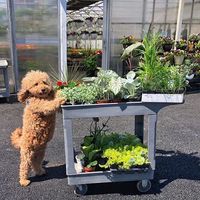 mini goldendoodle