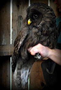 Melanistic Ural #Owl. Melanism is the opposite of albinism. #aguia #animaisselvagns