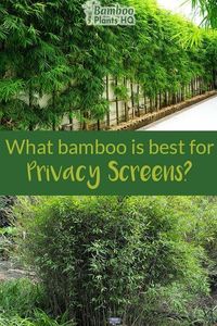 Growing a privacy screen with bamboo is a great idea if you want a fast-growing and affordable solution. Bamboo plants can fill up the desired space within a few months to a couple of years. Learn what you need to consider before buying and planting bamboo along your property lines. Find out which bamboo species are the best for privacy screens! #bambooplantshq #bamboo #privacyscreen #privacyfenceideas