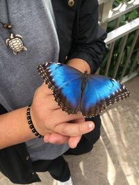 #butterfly #butterflies #blue #nature #aesthetic