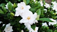 Gardenia: How to Plant, Grow, and Care for Gardenias | The Old Farmer's Almanac