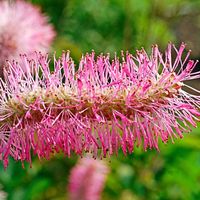 A perfect plant for borders, prairie planting, containers, naturalizing and more! This unique plant takes very little maintenance. Feathery, brushlike spikes form on the thin, wiry stems that arch above the lacy, green leaves below. The light carmine flower clusters have a unique look, giving the appearance of caterpillars perched on branches. The young at heart enjoy the soft, fluffy flowers, but insect pests and rabbits do not! Drought tolerant. Sanguisorba obtusa