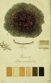 An eye-catching collection of free lichen drawings and colour pigment chart. These stunning prints are all in the Public Domain. They would be a useful resource for any dyeing fabrics naturally or printed and framed in the home or studio. There are many illustrations to download for free visit to see them all and find out more about Lichen.