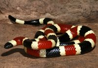 The dangerous Arizona, or Sonoran, coral snake (Micruroides euryxanthus). Coral snakes are shy and rarely seen. They are highly venomous snakes, but bites are relatively rare. Most bites occur when a snake is stepped on or handled. This species is found in Arizona and New Mexico. ©Wolfgang Wuster