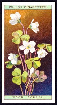 cigarette-card---wood-sorrel_29798652942_o #cigarettecards #cards #vintage #retro #cigarettes #photos #art #botany #flowers #plants