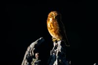 Can you tell a Santa Marta screech owl from a ferruginous pygmy owl?