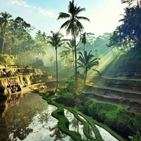 Sunrise at Tegallagang rice terrace in Bali