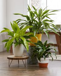 23 of the Easiest Houseplants You Can Grow