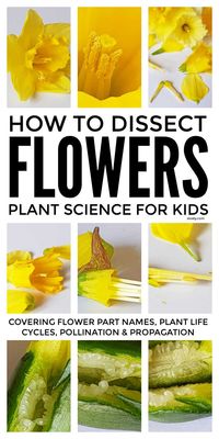 Dissecting flowers is a lovely plant science project for kids that lets them discover for themselves flower parts and name them and to understand the structure and process of pollination by uncovering the ovules at the base of the style. Suitable for children from kindergarten to high school. #plantscience #plantscienceproject #plantlifecycle #botanyforkids #kidsbotany #eyfs #STEM