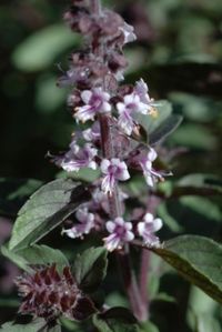 "African Blue Basil; a hybrid that did very well in my herb garden; four feet tall/wide, and it was absolutely covered with bloom spikes.  Attracted bees and hummingbirds like crazy.  Wish I'd kept cuttings from it over the winter, as it's a hybrid that's impossible to grow from seed!  Hope I can find it again at the nursery."