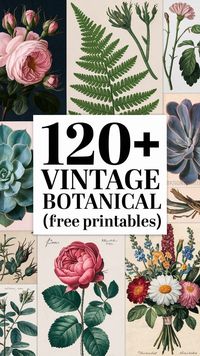 Struggling to find unique and beautiful botanical printables for your creative projects? Look no further! This collection of 120+ free vintage botanical illustrations and prints is a treasure trove of inspiration for wall art, card making, scrapbooking, and more. Includes stunning botanical illustrations, charming vintage prints, and seasonal delights. Save this pin for future inspiration and grab your free printables now!