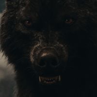 The Twilight Saga: Breaking Dawn Part 1 Wolf Sam Uley icon pfp vampire werewolf aesthetic 4k hd forks