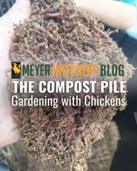 ��🌱🐔 Turn your chicken coop waste into garden treasure! 🌿 Discover how in our latest blog post, "The Compost Pile: Gardening with Chickens." 🐓✨

📌 Pin now to read later!
.
.
#farming
#GardeningWithChickens #CompostPile #SustainableLiving #Homesteading #MeyerHatchery #OrganicGardening #BackyardChickens #FarmLife