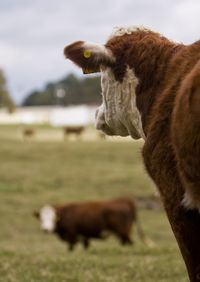 Alabama Cattle