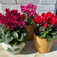 A cyclamen is not just for Christmas!... - Houseplant Hacks