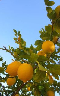 Lemon Tree Art Print by Betsy Cullen. All prints are professionally printed, packaged, and shipped within 3 - 4 business days. Choose from multiple sizes and hundreds of frame and mat options.