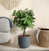 Large Money Tree Plant for Sale | easyplant