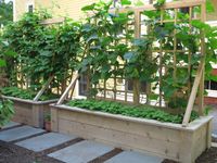 Nilsen Landscape Design » A City Side Yard Transformed into a Productive Vegetable Garden