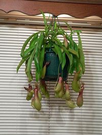 Nepenthes Pitcher Plant Potting Mix From Scratch : 6 Steps (with Pictures) - Instructables