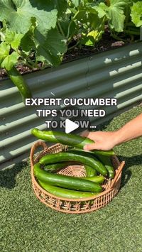 The Young Nonno on Instagram: "More cucumbers coming right up 🥒

Follow these tips for an overflow of fresh cukes. Is there anything more summer than this?

Buon giardinaggio!
.
.
.
.
.
.
.
.
.
#garden #gardening #gardeningtips #backyard #gardenlife #grow #greenthumb #veggies #cucumber #plants #gardener #plant #diy #howto #organic #harvest #reels #urbangarden #tips #vegetables #summer #keepgrowing #MiracleGroCanada"