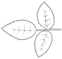 rose leaf template - Google Search