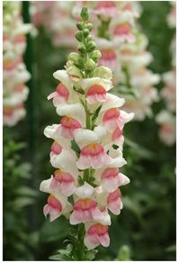 Snapdragon (Antirrhinum)