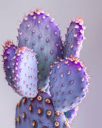 How to grow the purple cactus flower in your home with this step-by-step guide