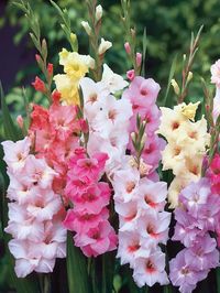 Gladiolus / Gladiola | Bluestone Perennials