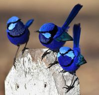 Splendid Fairywrens in Australia by Mark Eatwell