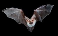 Bats | The Earth Times