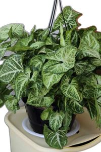 If you're looking for an easy care, stunning foliage plant, look no further than arrowhead vine. These versatile plants can be used in dish gardens, terrariums, and hanging pots. Learn how to grow and care for arrowhead vines now on Gardener's Path. #arrowheadplants #houseplants #gardenerspath