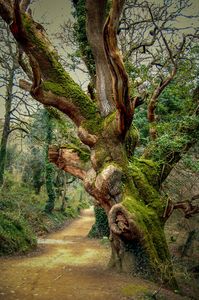 Lost Gardens of Heligan – Cornwall, England - Atlas Obscura