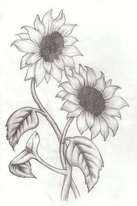 Easy Flower Pencil Drawings For Inspiration