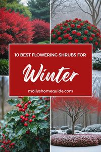 Discover the best shrubs for winter that will keep your garden vibrant all year long. From evergreen plants for year-round color to low maintenance shrubs perfect for shade, these winter garden plants offer beauty and interest even in the coldest months. Enhance your curb appeal with stylish winter flowers and create a no-care landscape with these top picks. Add a touch of green to your outdoor space with these shrubs for winter interest that are perfect for any garden style.