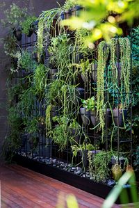 Industrial-style urban courtyard:This green wall, located on the deck level of the courtyard, consists of a steel box frame with hand-thrown pots perched inside. Plants include varieties of mistletoe cactus (*Rhipsalis*) and string of pearls (*Senecio*).