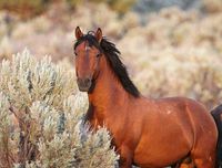 Kiger Mustang stallion. Isolated from the other mustang herds, the Kiger Mustangs have been outcrossed very little and are direct descendants of the Colonial Spanish Horse. photo: John Wheland.