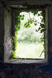 Abandoned Cottage Fine Art Photography - Old Irish Window Print by Judith Kimber Photography The view from the abandoned cottage where an Irish family once lived. The dark, derelict, ivy-clad window looks out onto a soft-focus field of green and yellow, which has barely changed in 100 years. A