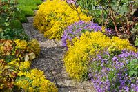 Aurinia Saxatilis, Basket-of-Gold, Alyssum Saxatilis, Golden Alyssum, Gold Dust, Yellow Alyssum, Madwort, Goldentuft