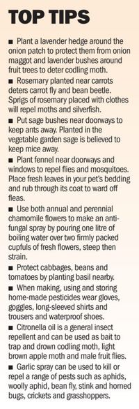 Pennie Woodward knows her bugs and her plants. A simple guide to companion planting and the uses of herbs.