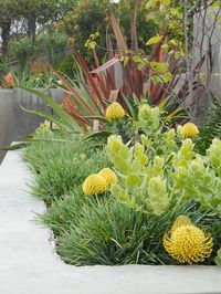 Phormiums have become icons of Mediterranean landscapes, although they hail from New Zealand and require a bit more moisture than sometimes expected. Here, the bronzy colors of Phormium 'Firebird' combines nicely with Leucodendron 'Safari Sunset', with the flowers of drought tolerant Arctotis underneath.