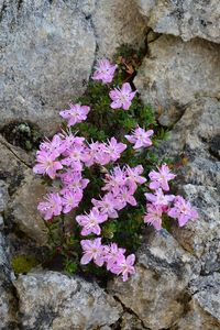 RHODOTHAMNUS CHAMAECHISTUS (Rododendro cistino. Zwergalpen… | Flickr