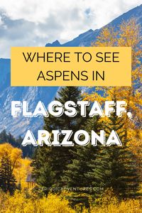 If you're on a Southwest road trip or stopping in Flagstaff, Arizona for the Grand Canyon this fall (2020), don't miss the beautiful yellow aspens for peak fall foliage viewing in Arizona! In this local's travel guide, read my tips and tricks on where to see these trees plus more information about Flagstaff, including where to stay in Flagstaff, what to eat, and more! Fall foliage in the west is unforgettable! | Arizona travel | Flagstaff fall | best fall destinations | best autumn road trips